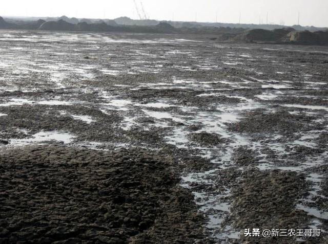 河蟹塘水浑浊是什么原因,河蟹塘水浑是怎么回事