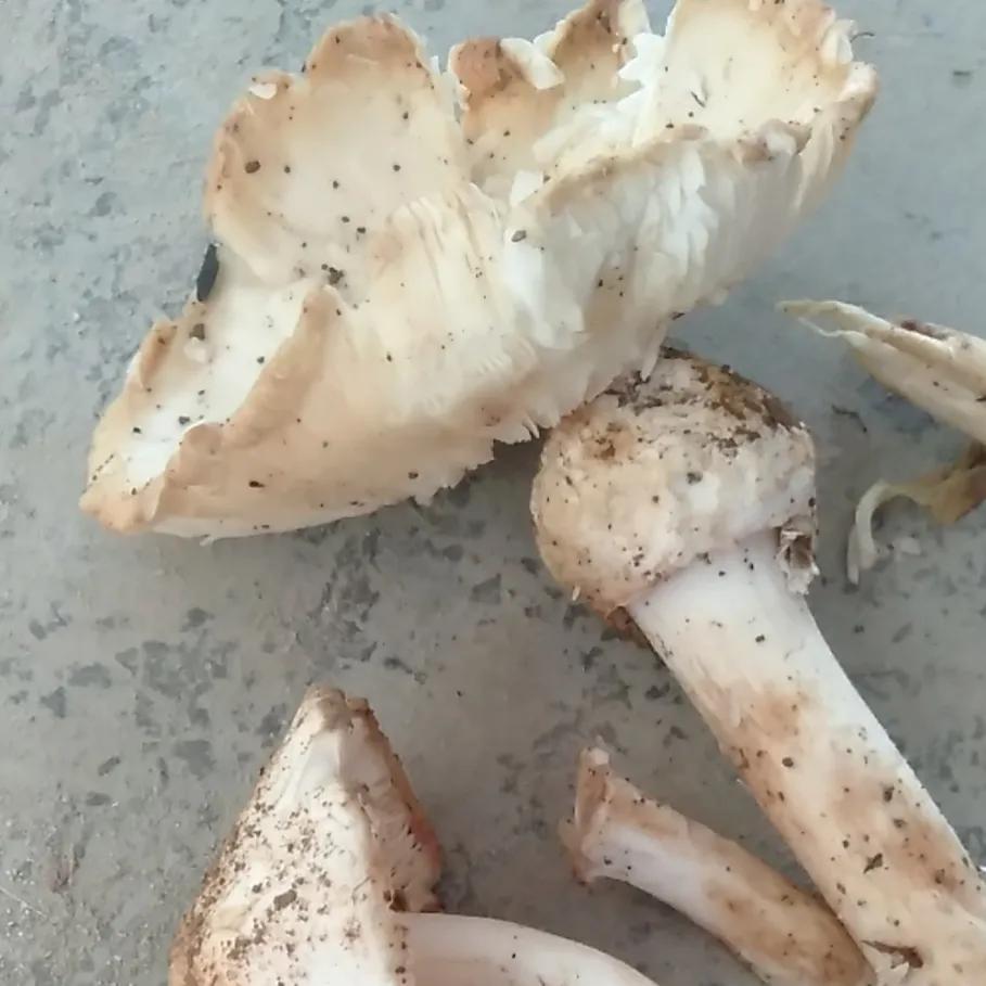 警惕广东头号毒菇,警惕新型毒品无处不在