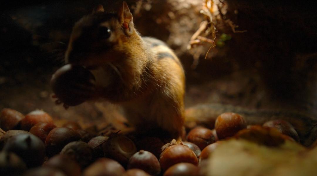 豆瓣9.6！娃刷到停不下来，还能看出人生大道理