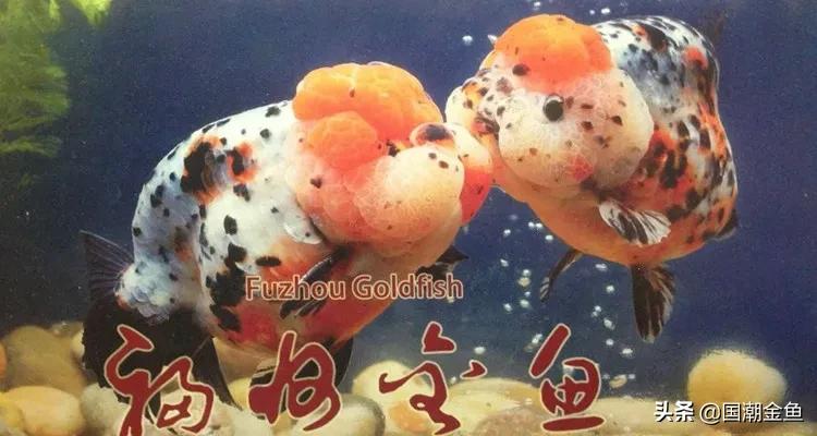 福州最后一个金鱼世家，曾名动日本天皇