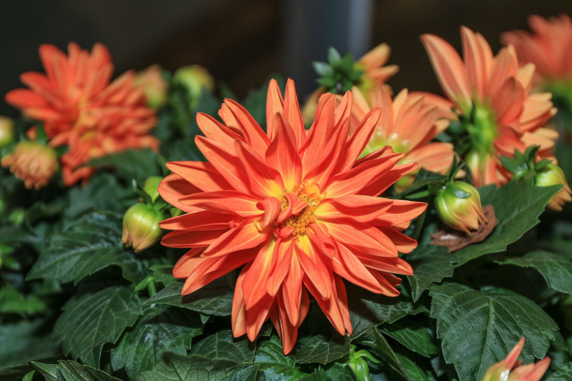 感情淡了如何升温,让对方冷静下来感情会变淡