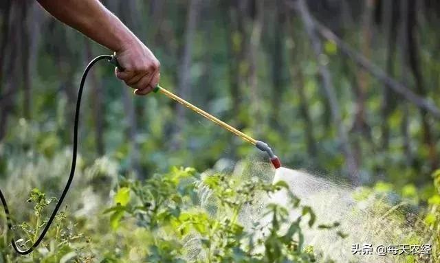 叶面肥避免高温,叶面肥是禁药吗