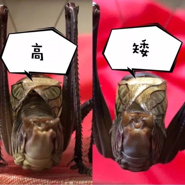 玩虫讲究,玩虫子的人