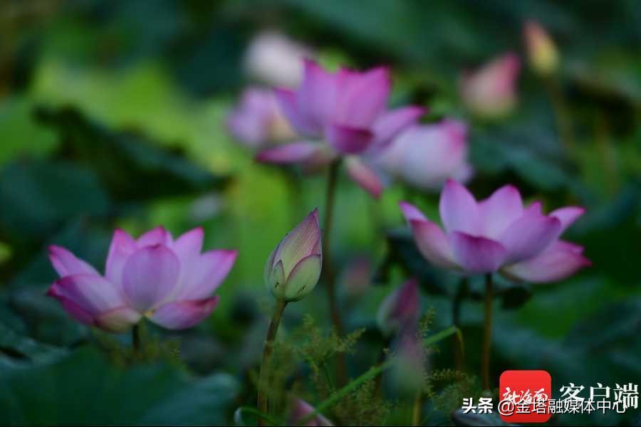 海口五源河湿地公园,海南海口五源河国家湿地公园