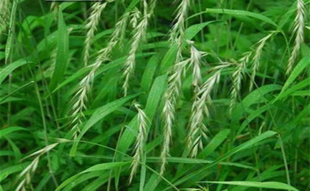 四子王旗羊肉卷,四子王旗染头发