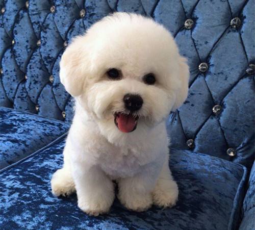 适合陪伴孩子成长的小型狗狗,8种最适合和小孩子相处的狗狗