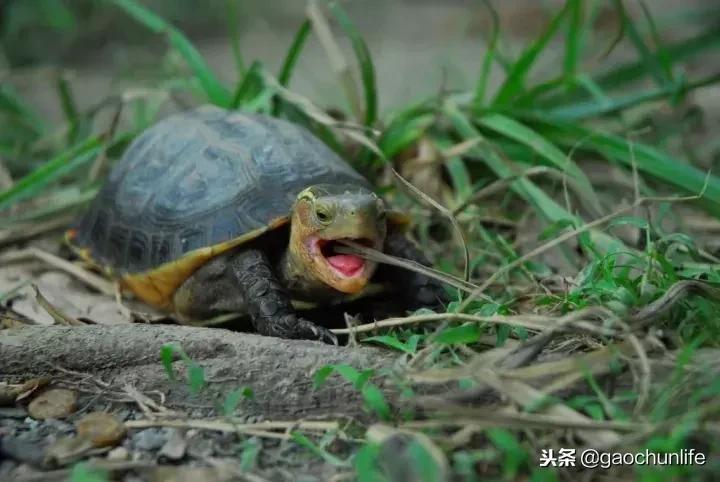 黄缘龟新手指南,怎么挑选黄缘龟