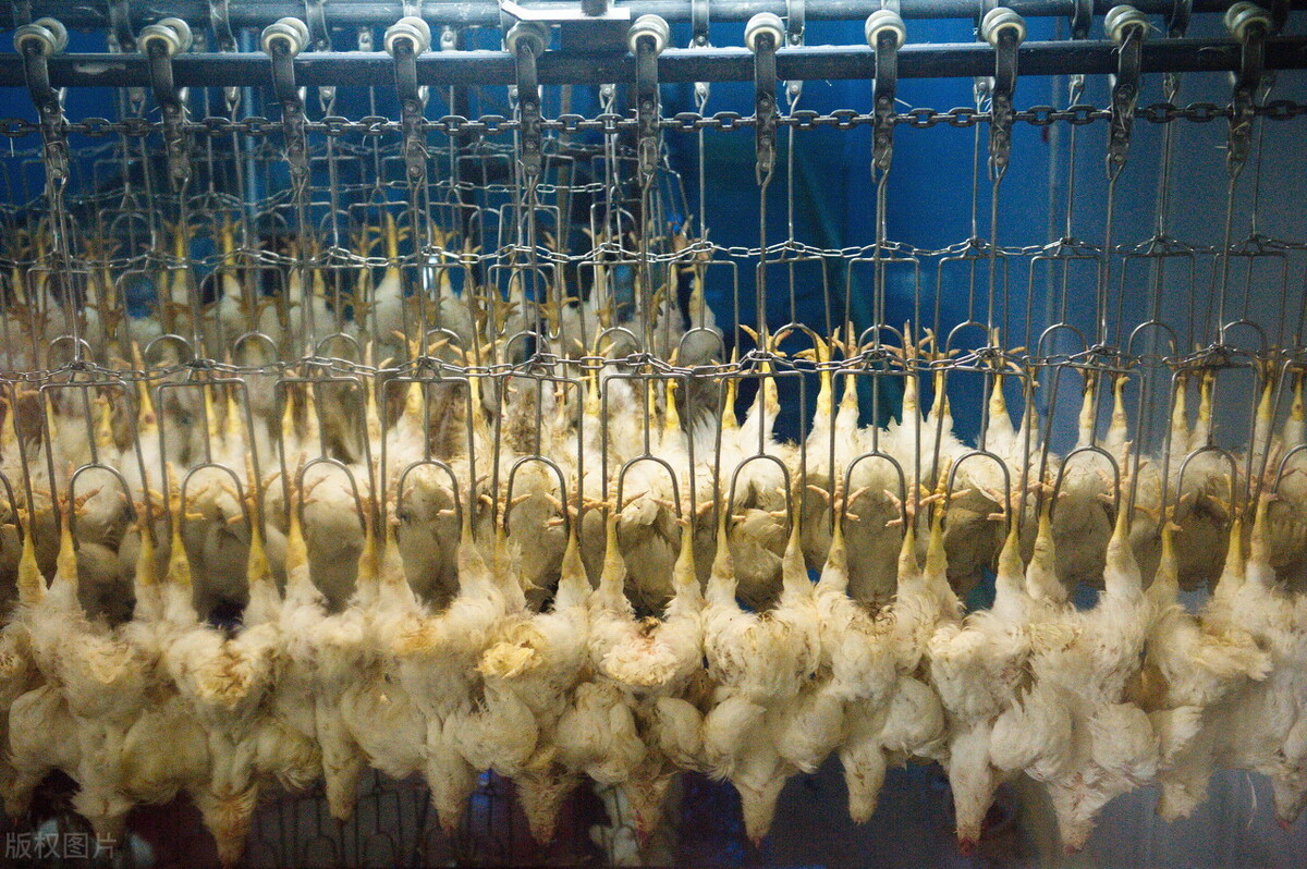 冻品鸡产品价格走势看什么,全国冻品鸡今日价目表2020