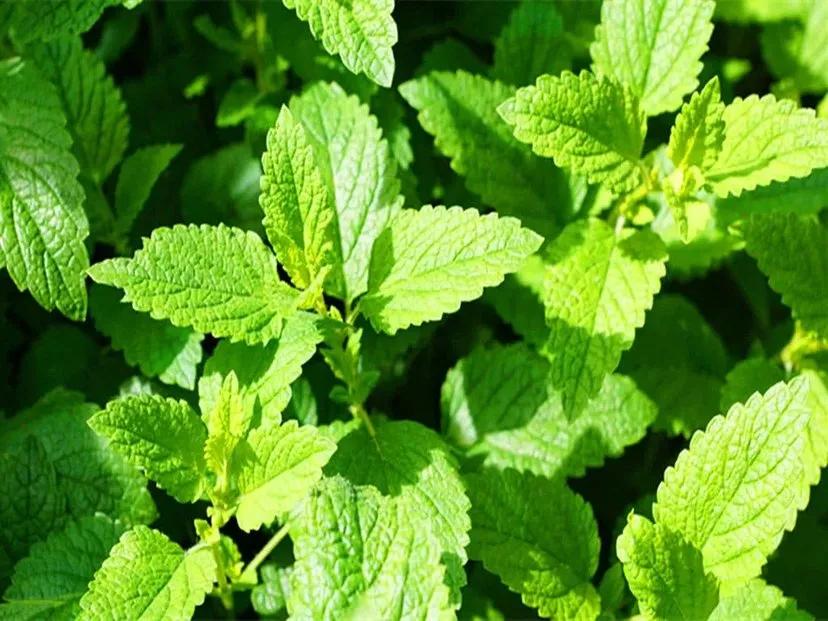 中药薄荷霜,每天最少学一味中药薄荷