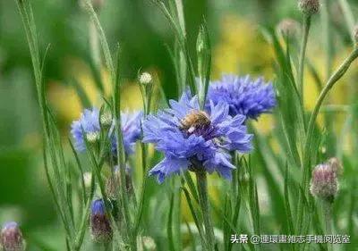 各种花的花语文案,花的花语100种