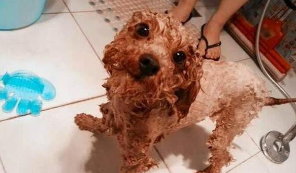 手把手教宠物美容泰迪头部,泰迪狗美容新手教程