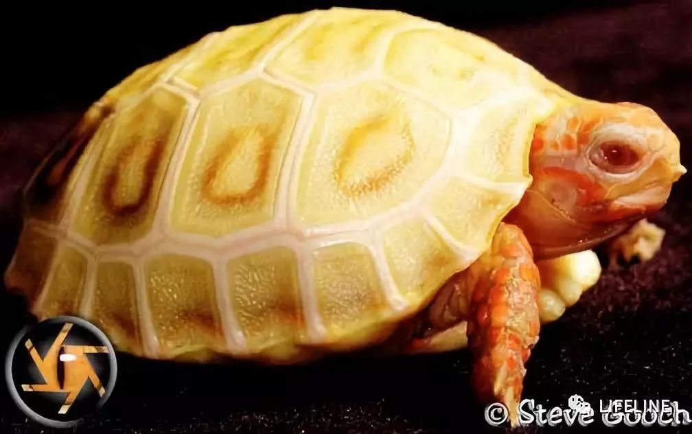 红腿陆龟如何家庭散养,广东红腿陆龟养殖方法