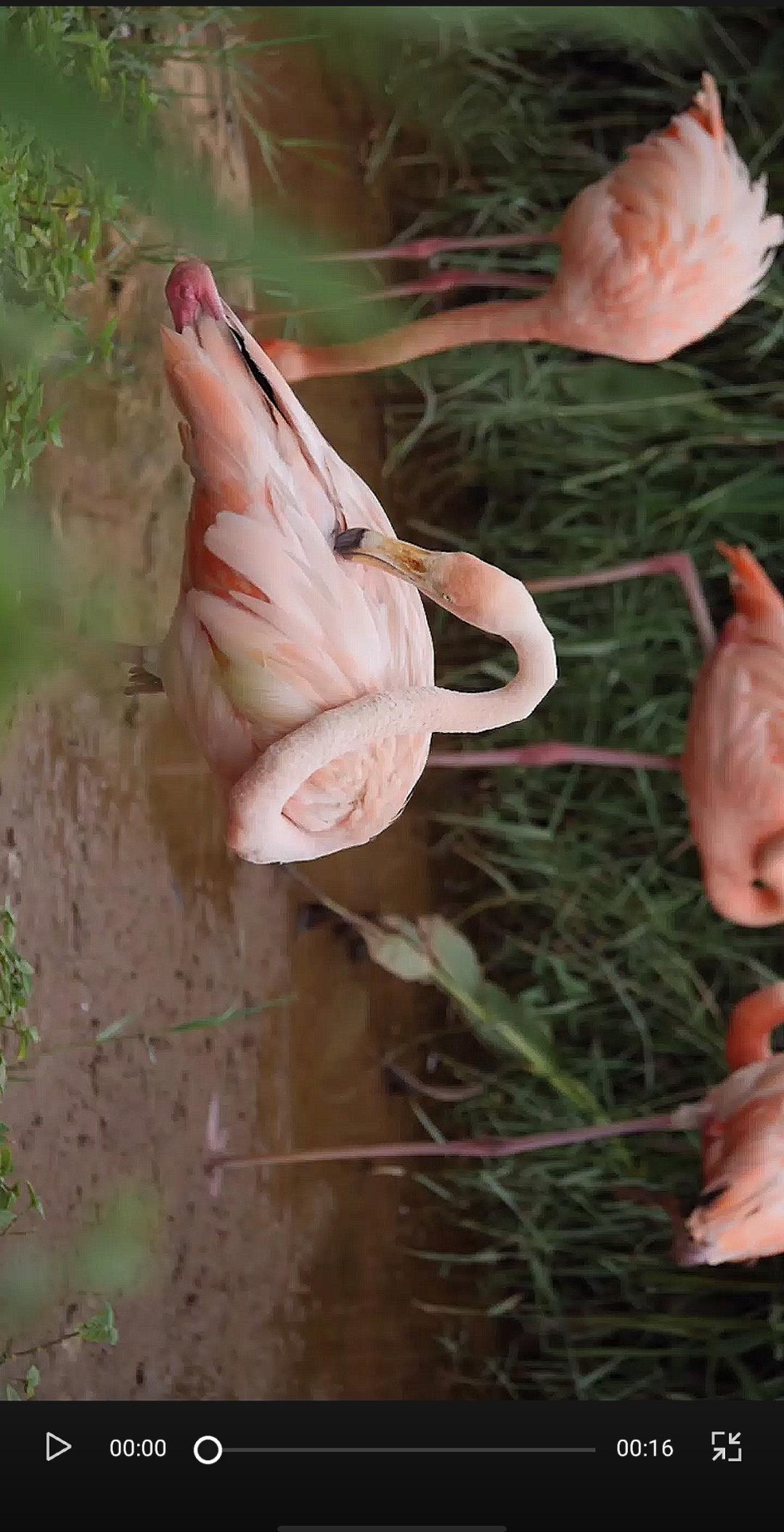 抖音视频测试的方法,抖音怎么让视频变快的教程