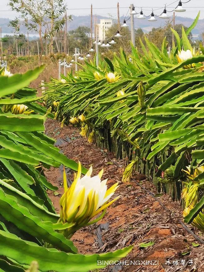 做把“村姑”，走进海南灯火灿烂的火龙果园