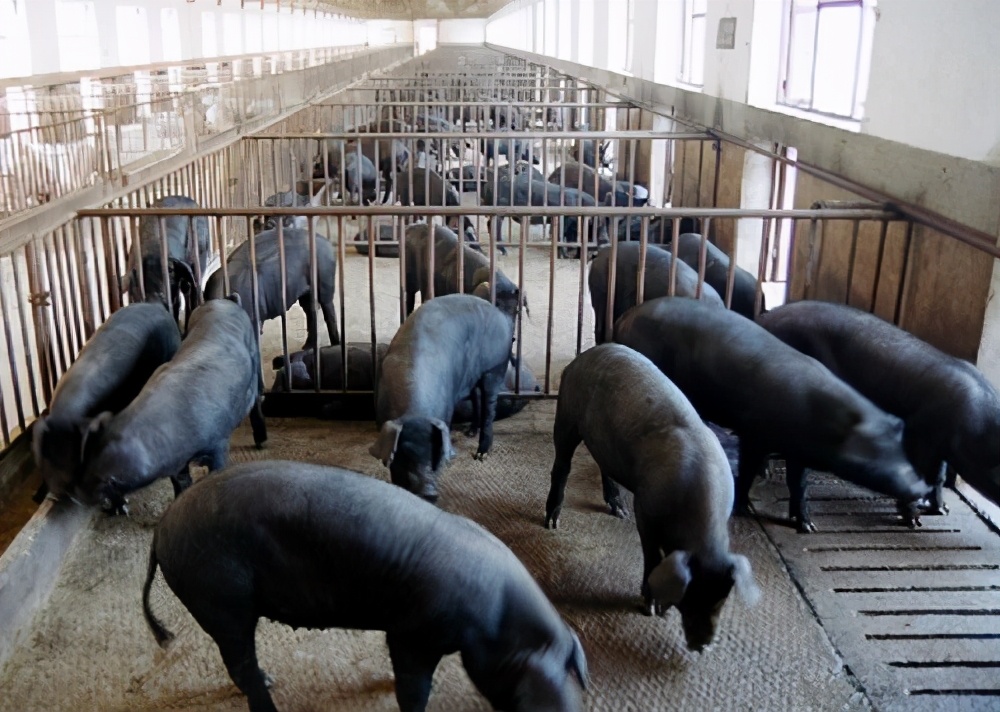 养猪大王2018,养猪大王致富经