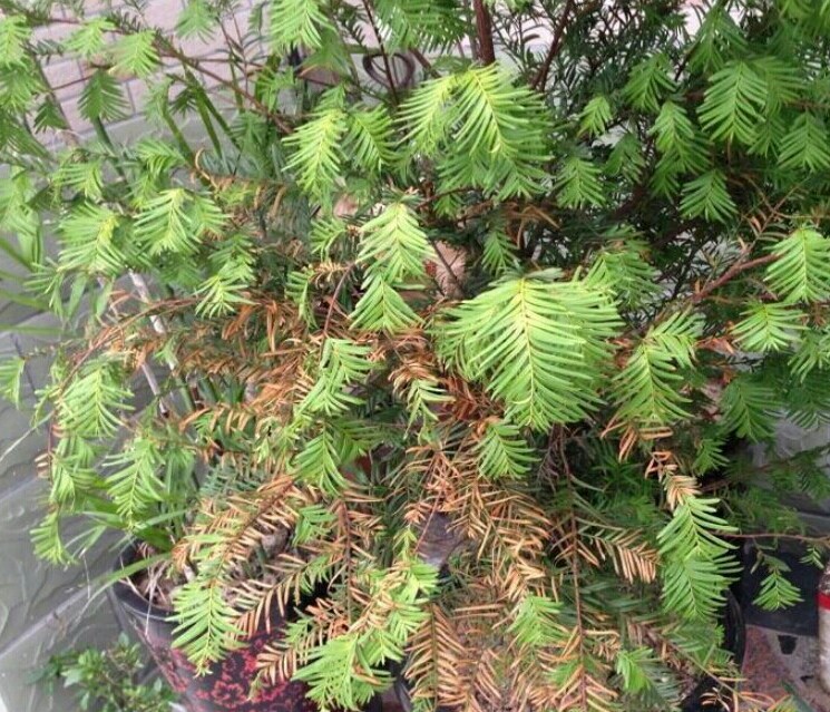 红豆杉黄叶原因及解决方法,家养发财树老黄叶怎么办