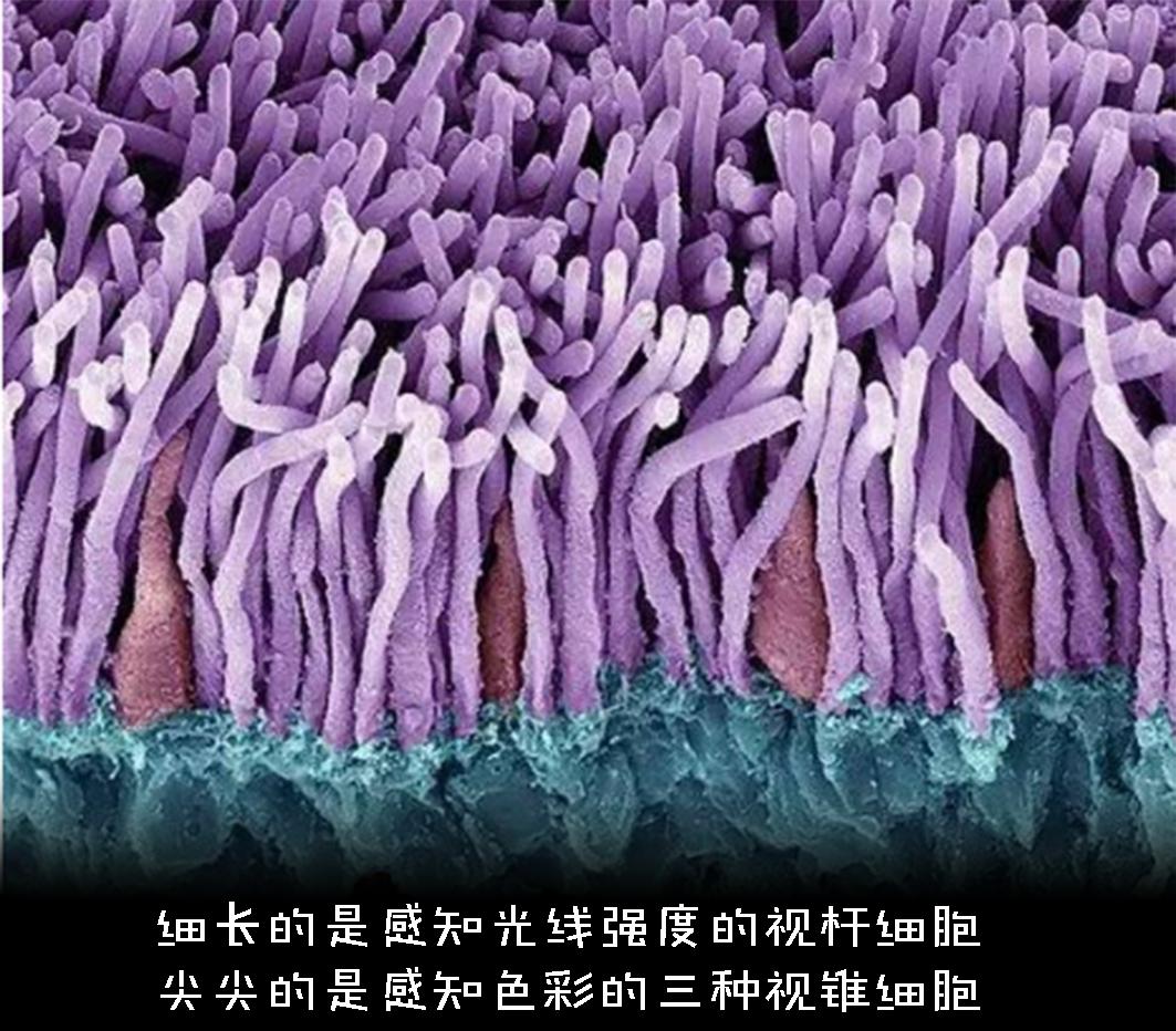 色盲悖论是什么，如何解释才能不留BUG？带你深入认识色盲