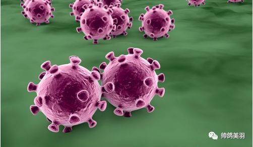 「赛季必备」幼鸽常见疾病的预防与治疗