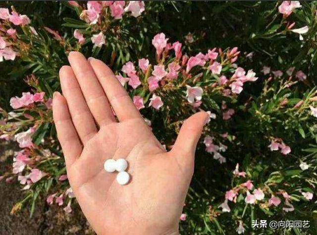 养花土壤板结阿司匹林用量,阿司匹林维生素c泡腾片养花