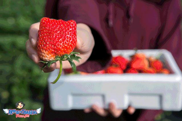 丹东特大久久红草莓,丹东九九大草莓是引进的吗