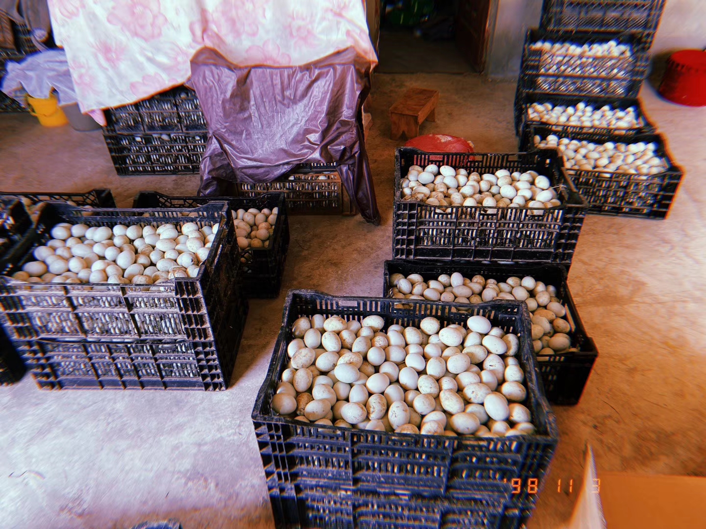 蛋鸭第59-64周，产蛋后期用探蛋法挑鸭