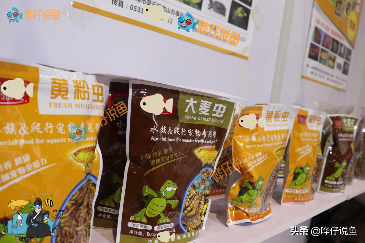 喂观赏鱼红虫和虾肉哪个好,观赏鱼喂丰年虾还是饲料长得快