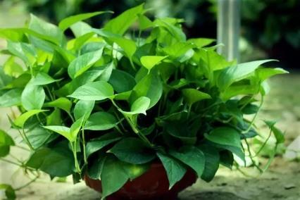 夏天绿萝叶子突然发黄怎么办,绿萝夏天两个月不在家怎么浇水