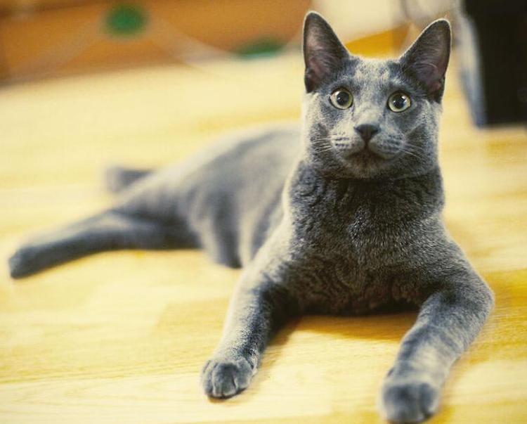 全网最帅五大缅因猫,十大凶悍猫咪排行榜第九名缅因猫