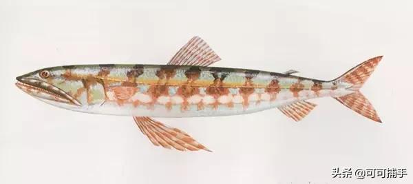 你不知道的海洋里面有什么,十种你没见过的海洋生物