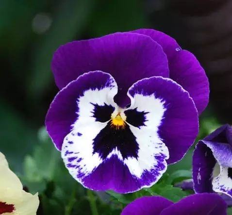 三色堇是一种花吗,鬼脸花三色堇