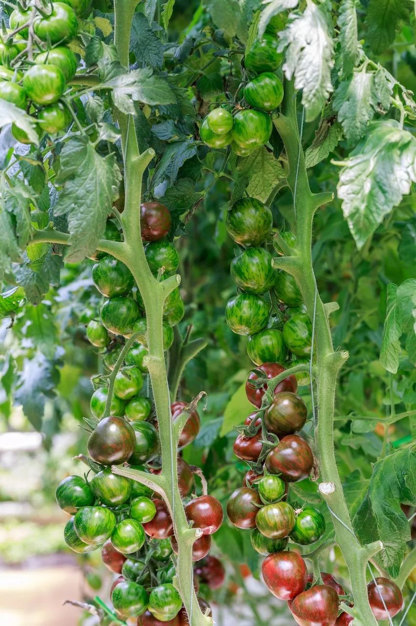 按吨起步支援湖北,背后是世界第一硬核蔬菜大国