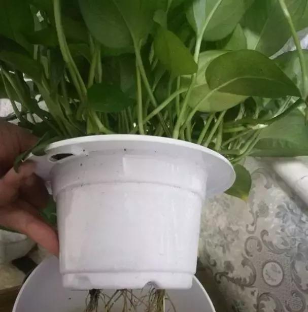 吊兰绿萝用什么土最好,绿萝吊兰盆栽多久施一次肥