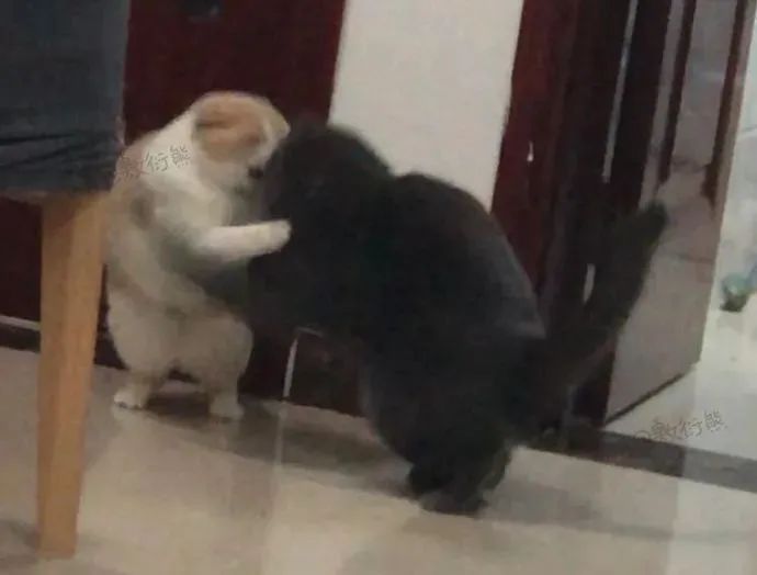 猫是只好猫，但被网友这么一弄…哈哈哈哈哈没脸见人了