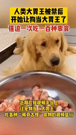 网红绑猫*藏西**骑行求关注,遭网友质疑回怼:比在家里刺激多了