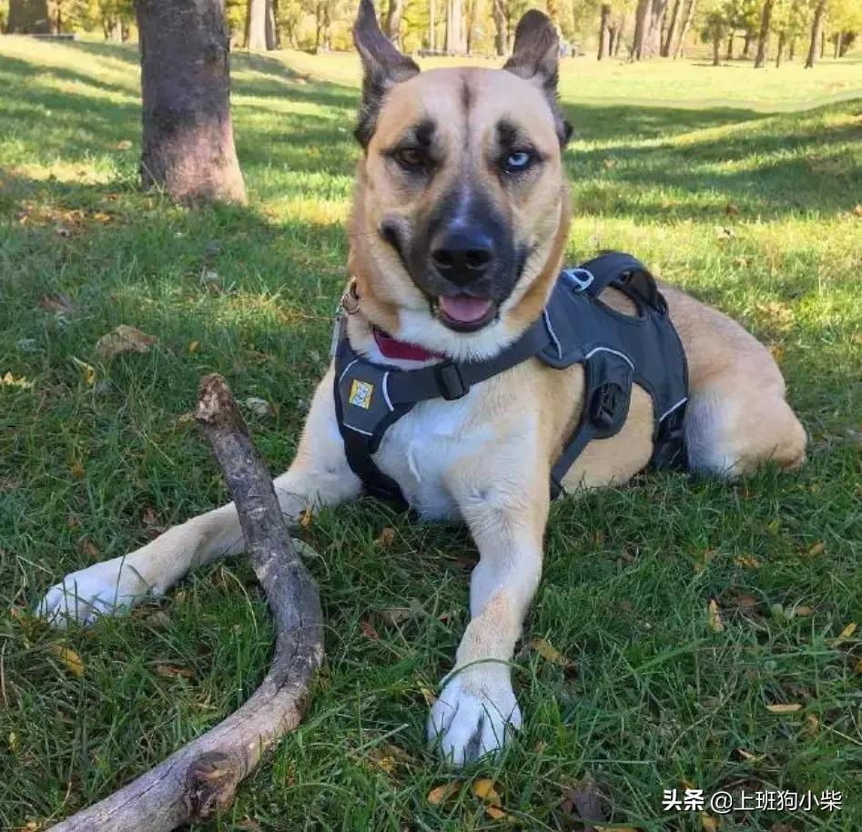 哈士奇和边牧混血像土狗,金毛哈士奇德牧混血