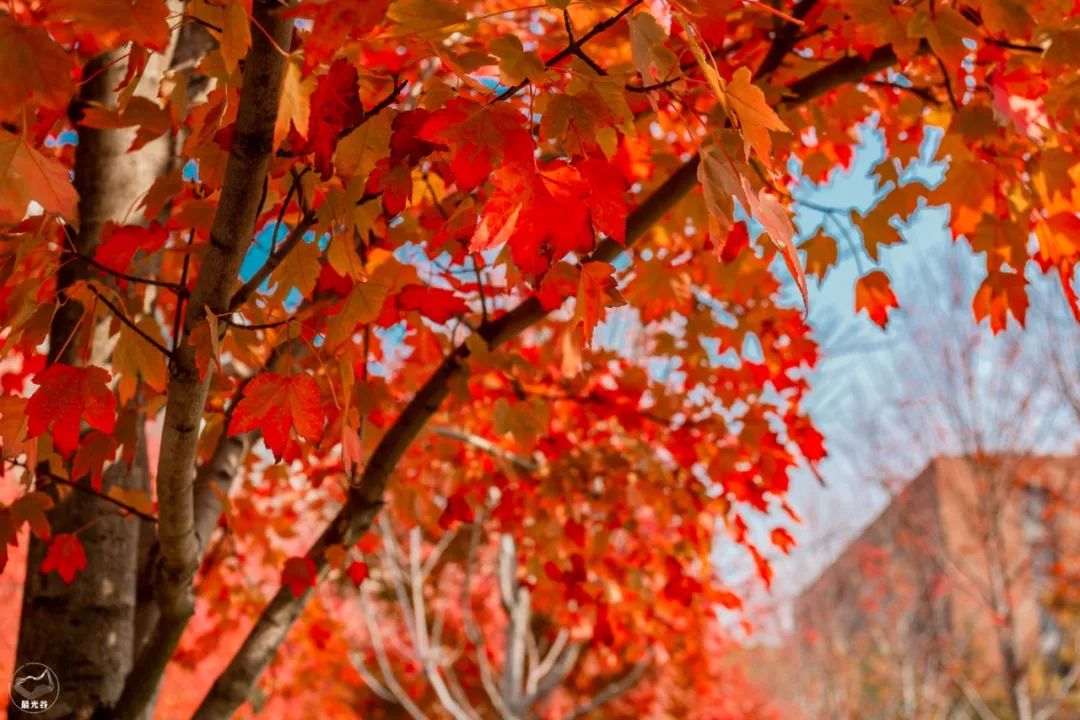 不输武大樱花，文华学院美“枫”了