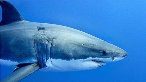 巨型大白鲨真的存在吗,最可怕的巨型大白鲨