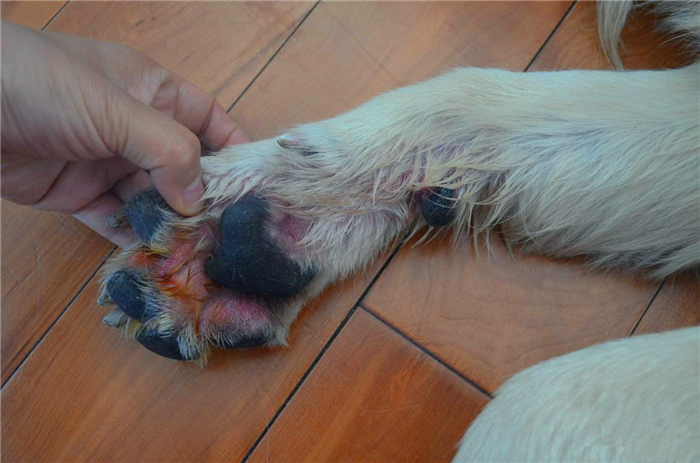 狗狗舔爪子含义什么,狗狗老是舔它的前爪怎么回事