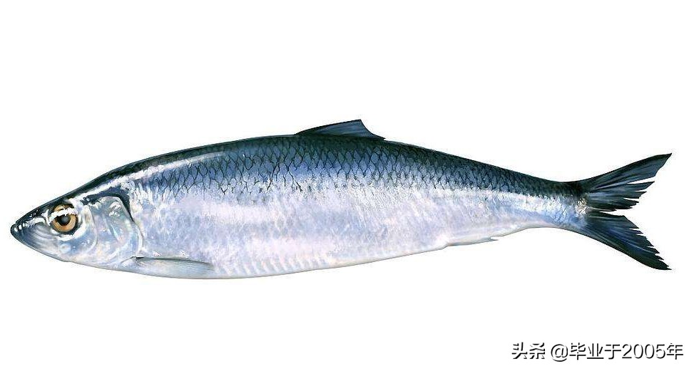 辽宁常见的鱼有哪些,辽宁沿海常见鱼