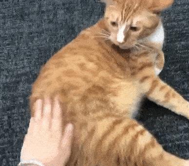 猫咪爱咬人怎么办教你一招,怎么纠正猫咬人的坏习惯