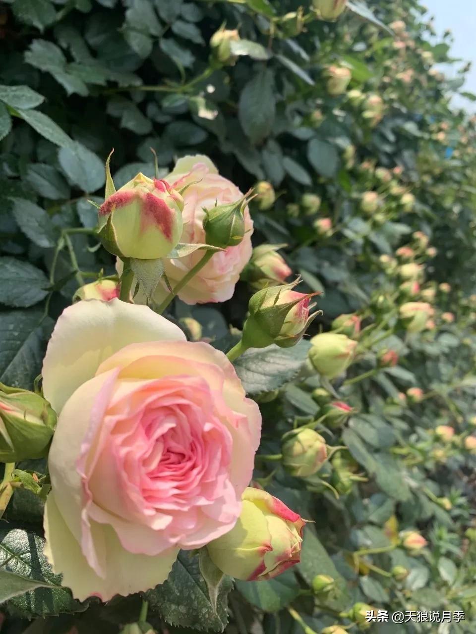 月季花是时候展现真正的技术了 (开春的第一波月季花就这么过去了)