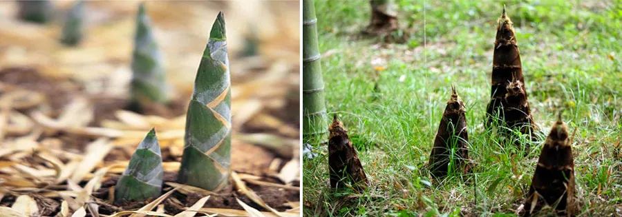 雨后春笋儿童画图片,儿童画春天春笋
