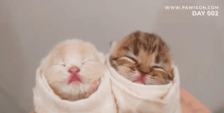 国家一级保护野生猫,国家一级保护哺乳动物名单