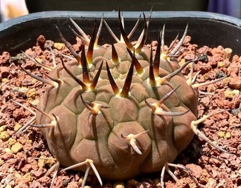 101仙人球,101个仙人球品种