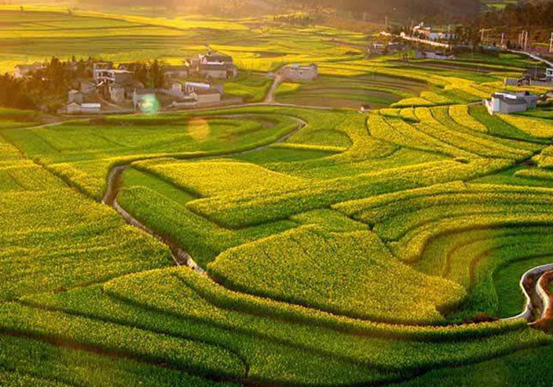 稻田主要杂草的识别与防治有哪些,稻田里有杂草先施肥后除草行吗