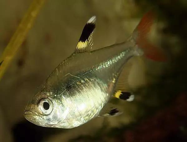 灯鱼草缸造景教程,草缸造景养什么鱼