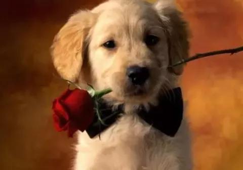 如果遇到恶犬该如何自救,遇到恶犬凶怎么办