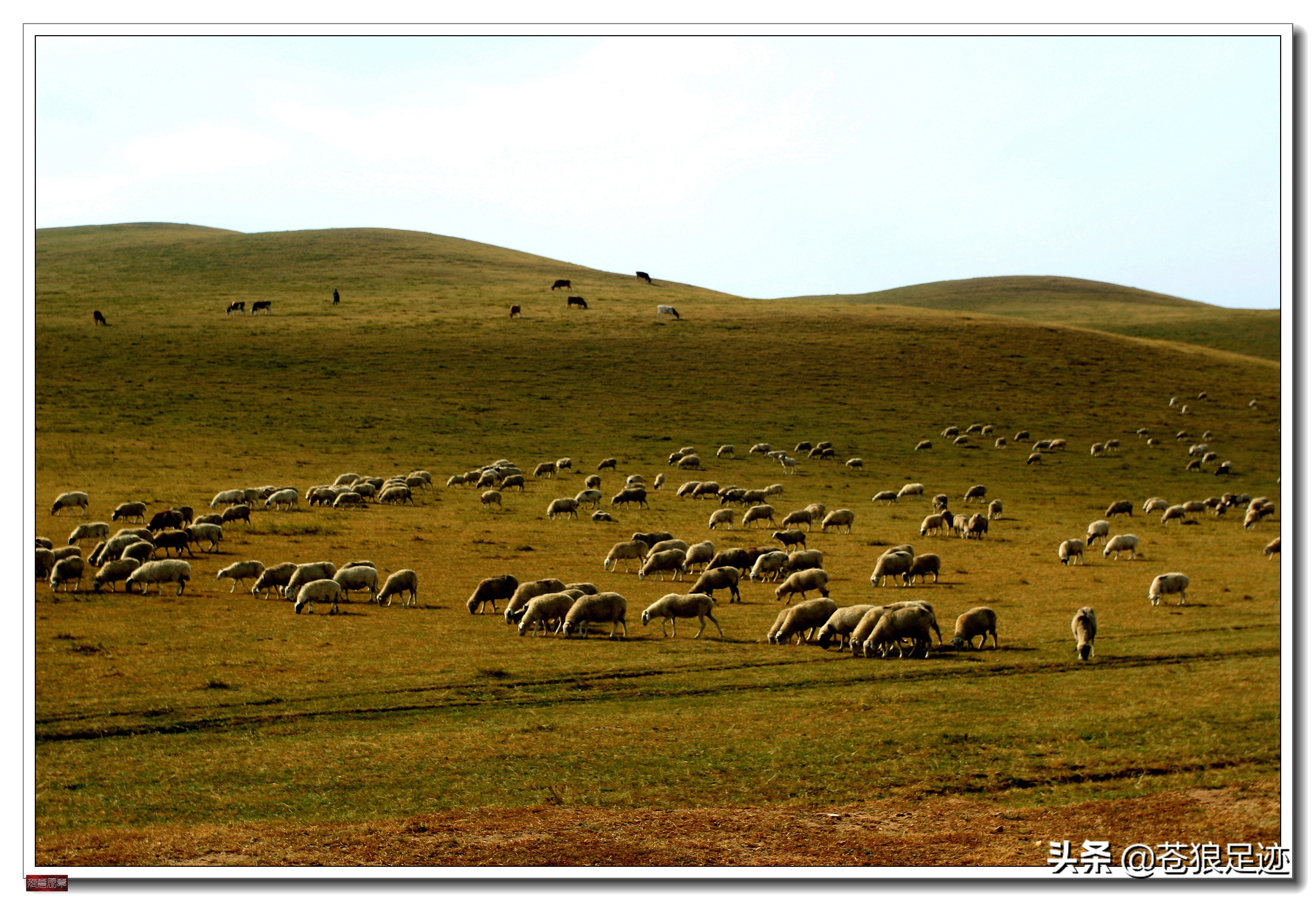 野阔牛羊同雁鹜——雄浑壮阔的贡格尔草原
