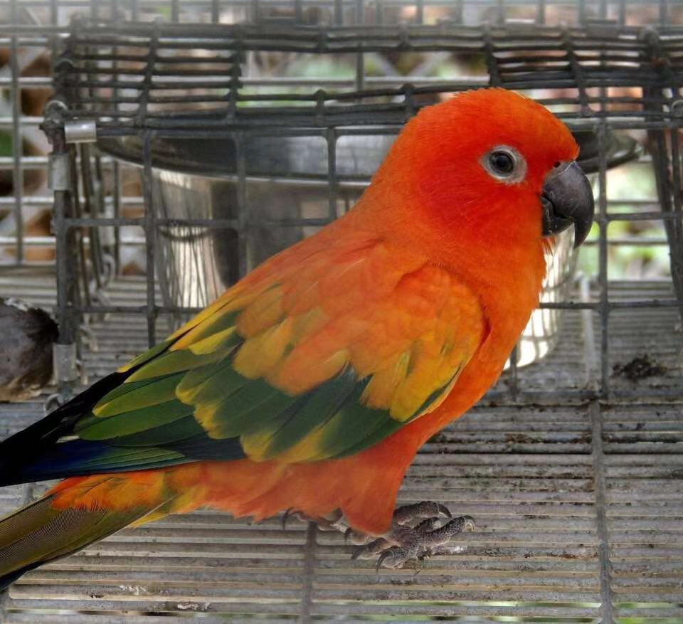 金太阳鹦鹉几种颜色,金太阳鹦鹉有多聪明