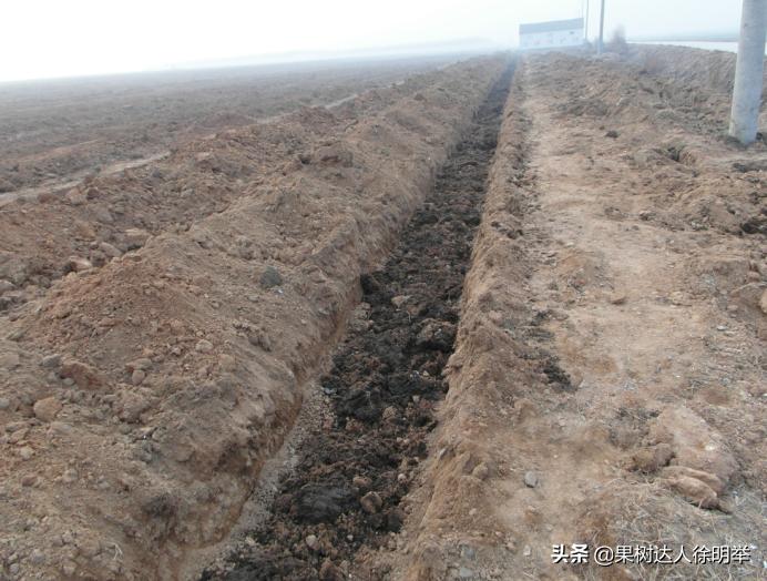 桃树种植技术有哪些,y字形桃树怎样建园